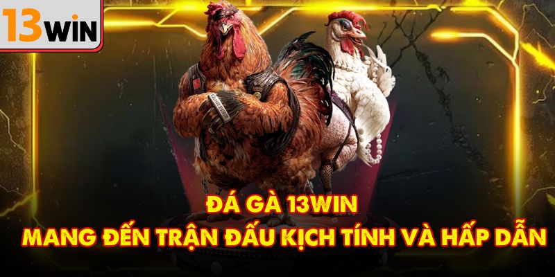 Đá gà 13Win mang đến trận đấu kịch tính và hấp dẫn