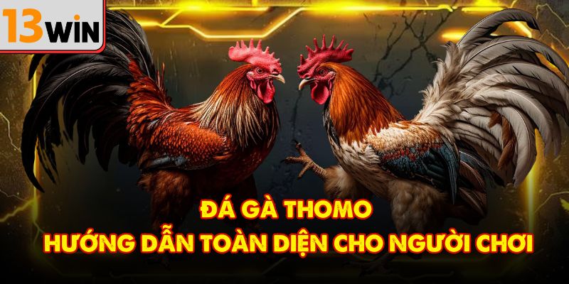 Hướng Dẫn Toàn Diện Về Đá Gà Thomo Cho Người Mới