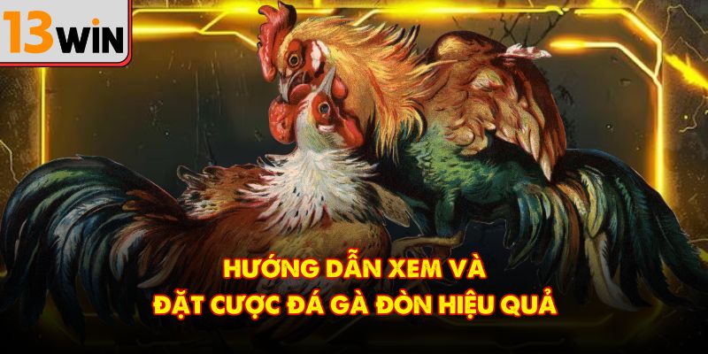 Hướng dẫn xem và đặt cược đá gà đòn hiệu quả