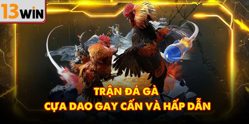 Trận đá gà cựa dao đầy kịch tính và cuốn hút