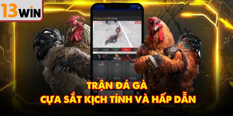 Cuộc so tài đá gà cựa sắt đầy kịch tính và lôi cuốn